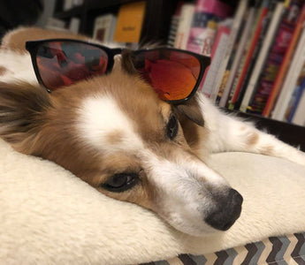 Bluetooth Glasses Make Dog Walking Safer and More Enjoyable, Ask Charlie!